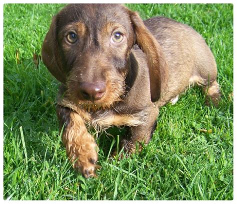 teckel poil dur chocolat|chiots teckel poil dur.